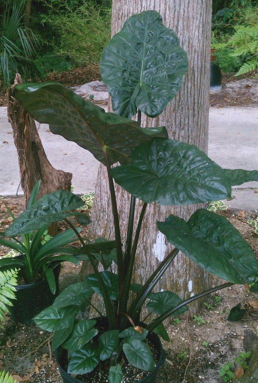images/plants/alocasia/alo-yucatan-princess/alo-yucatan-princess-0012.jpg