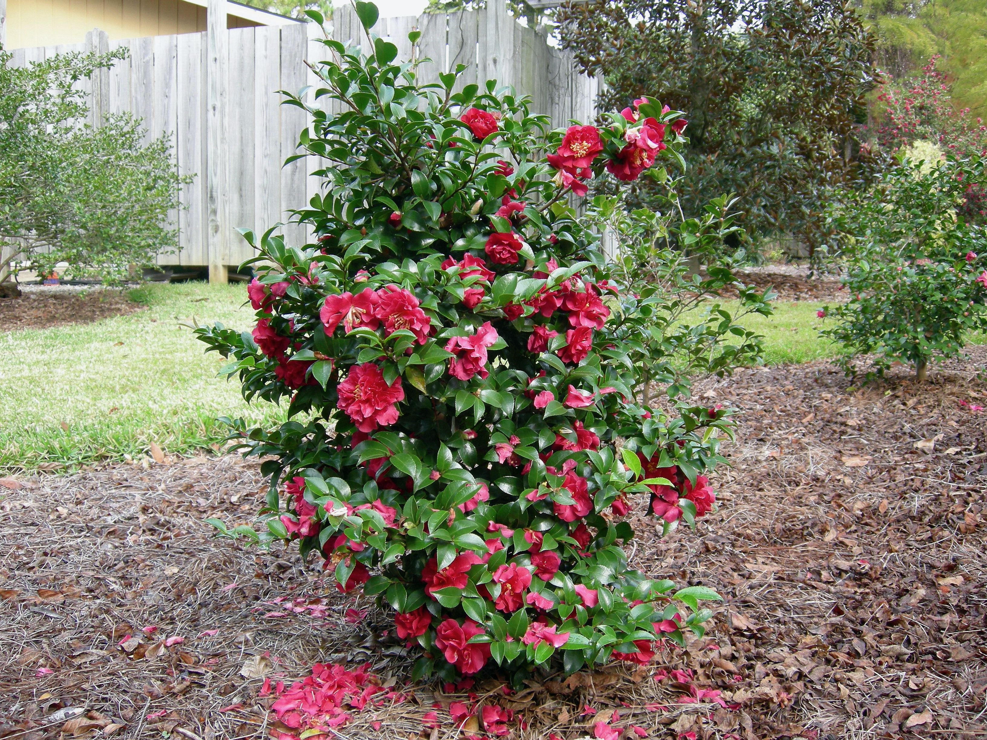 images/plants/camellia/cam-october-magic-ruby/cam-october-magic-ruby-0021.jpg