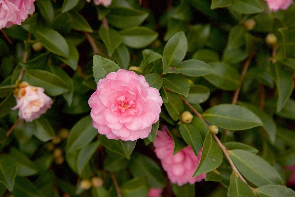 images/plants/camellia/cam-october-magic-pink-perplexion/cam-october-magic-pink-perplexion-0001.jpg