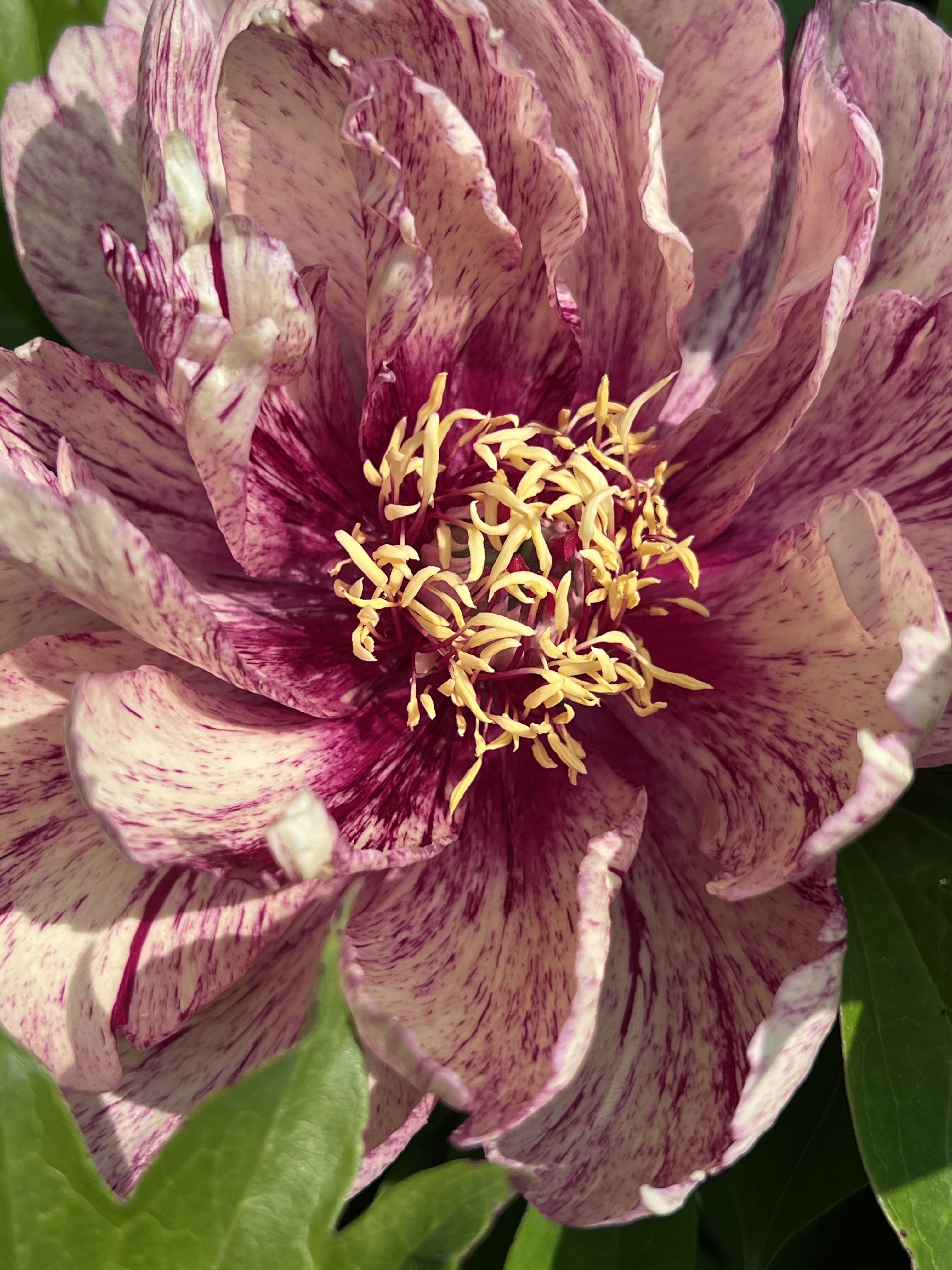 images/plants/paeonia/pae-all-that-jazz/pae-all-that-jazz-0003.JPG