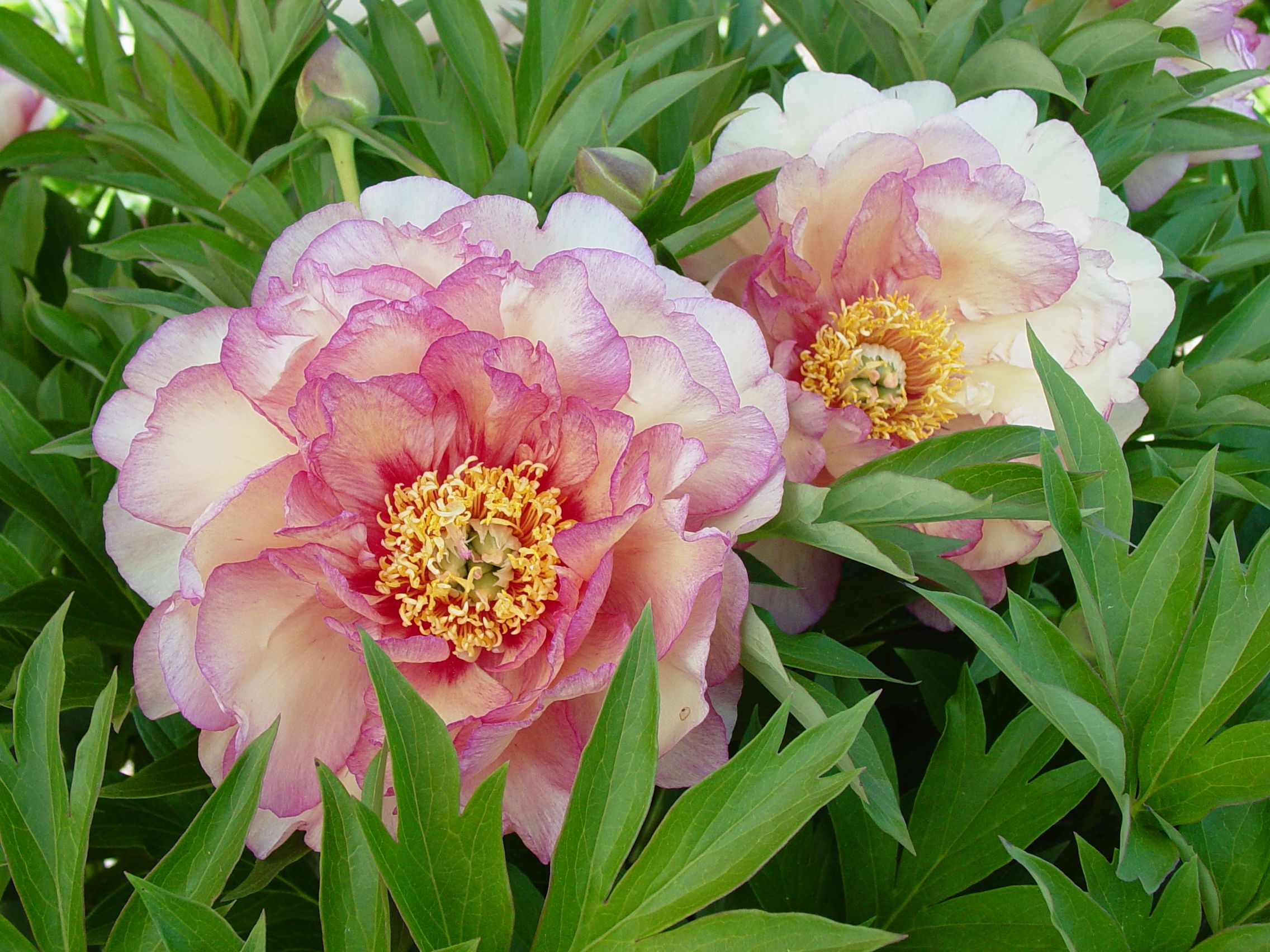 images/plants/paeonia/pae-truly-scrumptious/pae-truly-scrumptious-0012.JPG