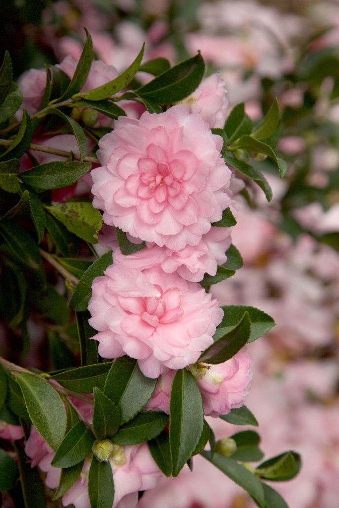images/plants/camellia/cam-october-magic-pink-perplexion/cam-october-magic-pink-perplexion-0008.jpg