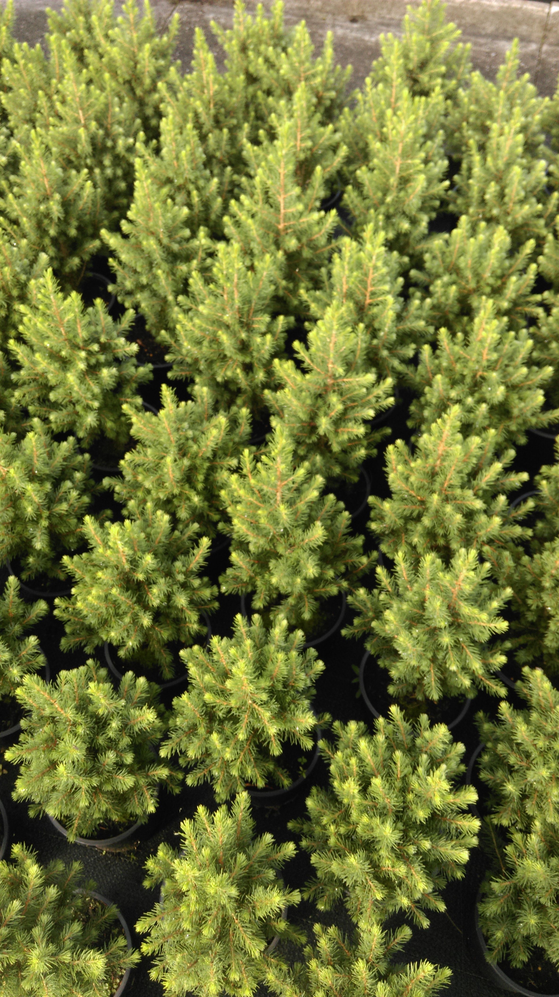 images/plants/picea/pic-spruce-it-up/pic-spruce-it-up-0011.jpg