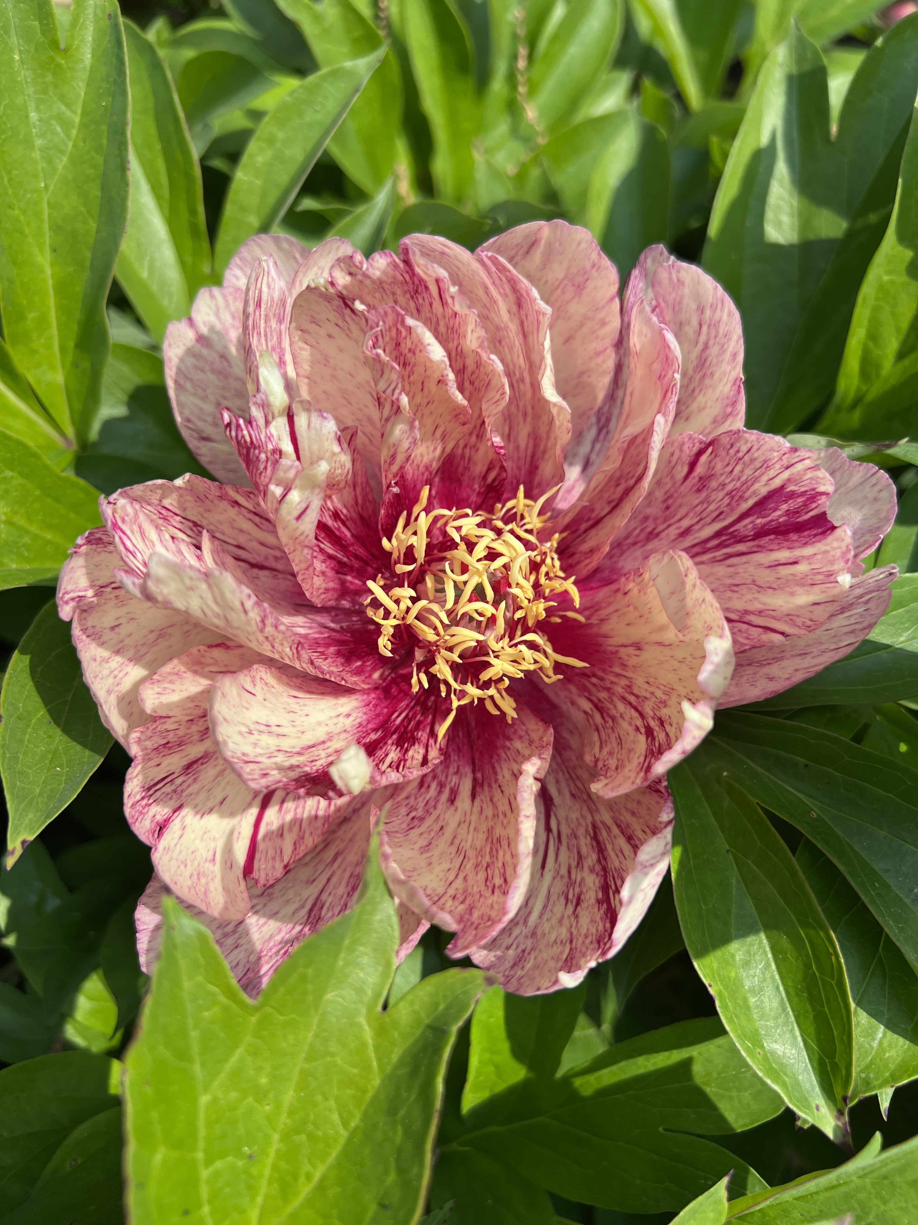 images/plants/paeonia/pae-all-that-jazz/pae-all-that-jazz-0004.JPG