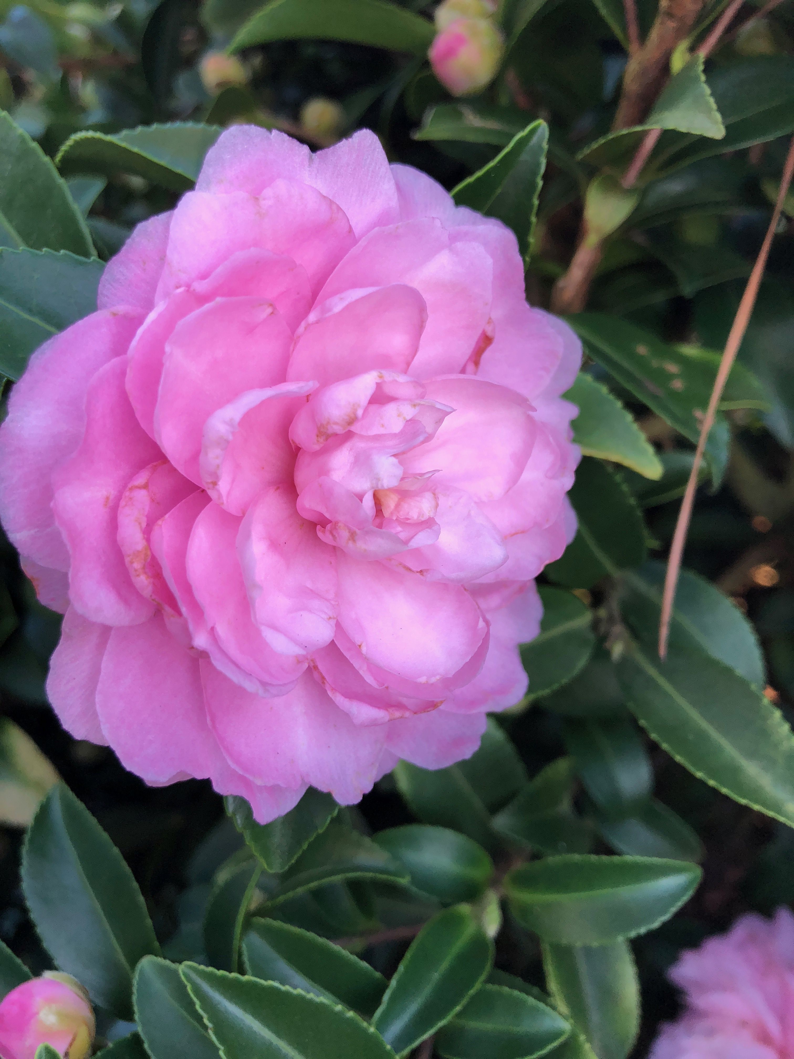 images/plants/camellia/cam-october-magic-pink-perplexion/cam-october-magic-pink-perplexion-0019.jpg