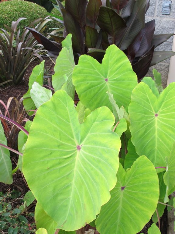 images/plants/colocasia/col-red-eyed-gecko/col-red-eyed-gecko-0009.jpg