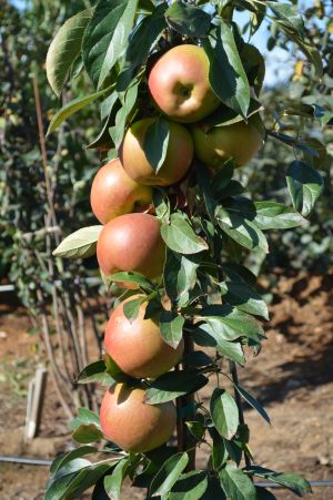 blushing delight apple tree