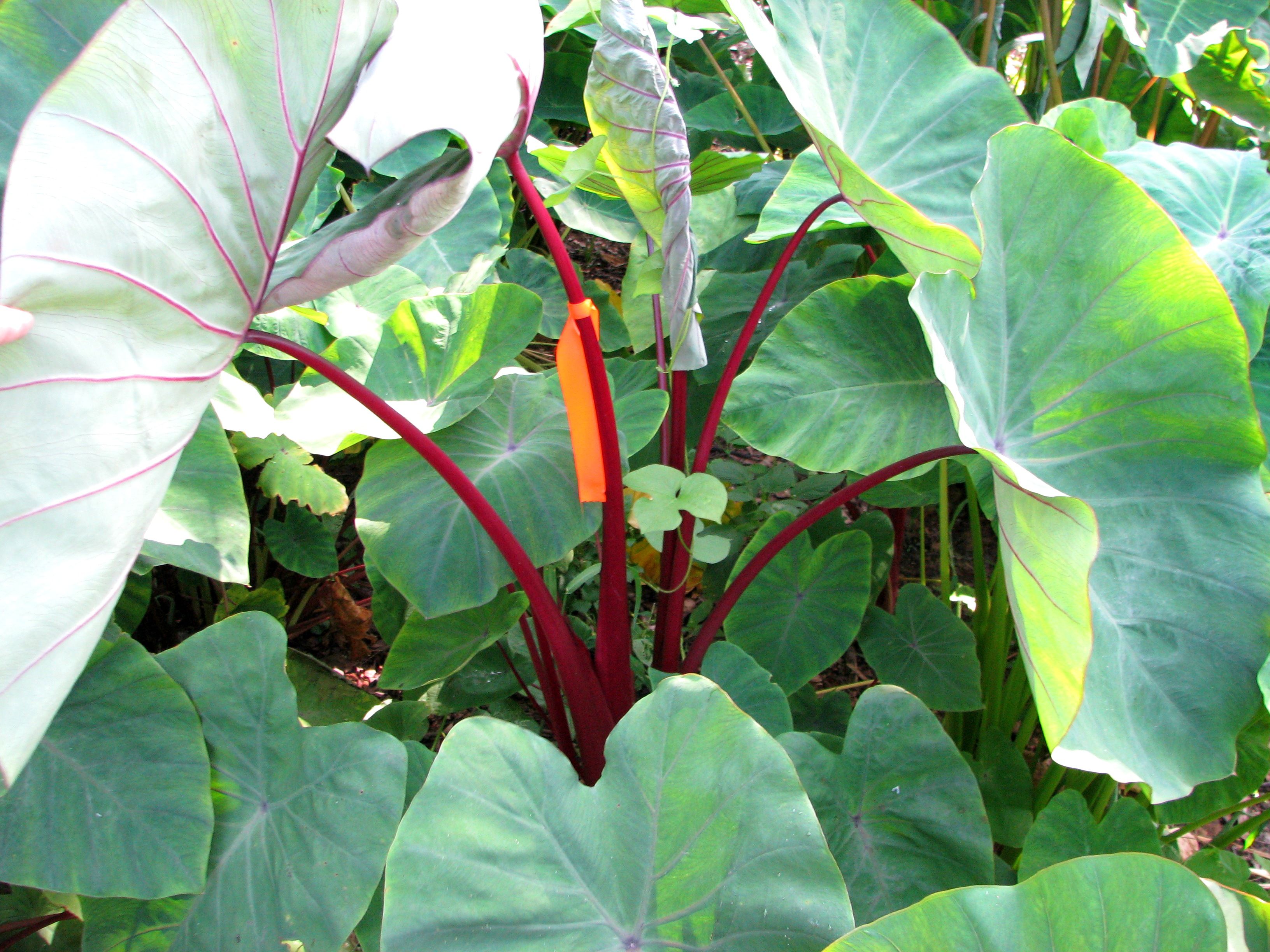images/plants/colocasia/col-sangria-tropi-cools/col-sangria-tropi-cools-0007.jpg