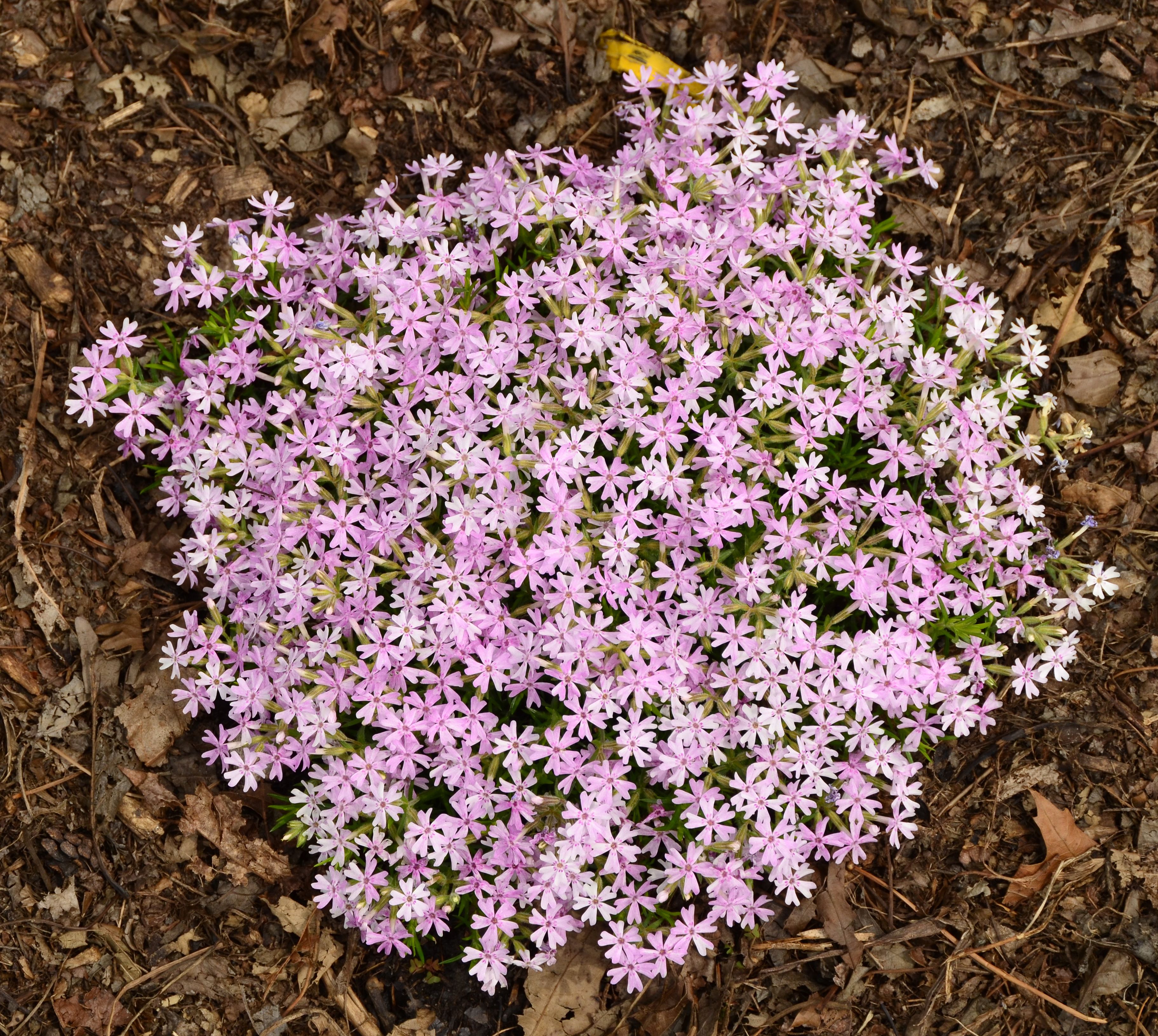 images/plants/phlox/phl-perfectly-puzzling/phl-perfectly-puzzling-0002.jpg