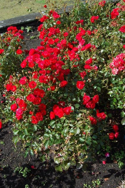 images/plants/rosa/ros-nitty-gritty-red/ros-nitty-gritty-red-0002.jpg