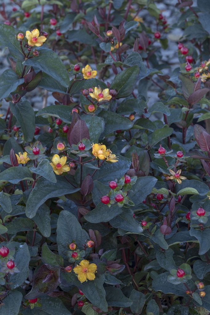 images/plants/hypericum/hyp-floralberry-sangria/hyp-floralberry-sangria-0003.jpg