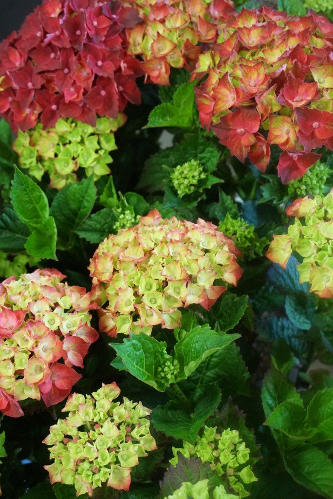 images/plants/hydrangea/hyd-magical-everlasting-crimson/hyd-magical-everlasting-crimson-0009.jpg